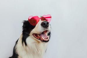 St. Valentine's Day concept. Funny puppy dog border collie in red heart shaped glasses isolated on white background. Lovely dog in love celebrating valentines day. Love lovesick romance postcard photo