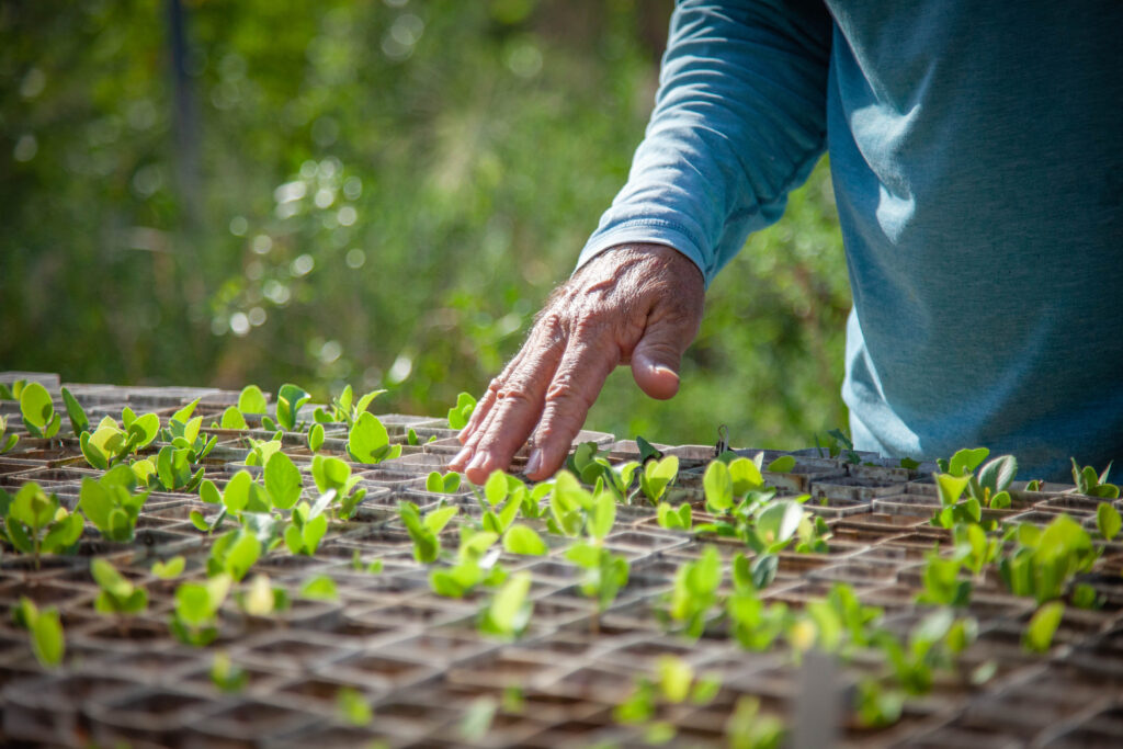 These photographs document the life of Benito Trevino, an ethnobotanist and native plant nursery owner in the Rio Grande Valley of Texas who is dedicated to preserving the biodiversity of the region. American Forests works with partners like Trevino to develop and implement the Thornforest Conservation Plan, which details science-based conservation plans and goals for the entire Rio Grande Valley, educates the public about the importance of thornforests and encourages action for stronger public policies and funding., Benito Trevino waters and tends to plants at his nursery, Rancho Lomitas, in Rio Grande City, Texas. He promotes to his customers plants that are native to the Rio Grande Valley and works with partners on habitat restoration projects. Jack Gordon / American Forests