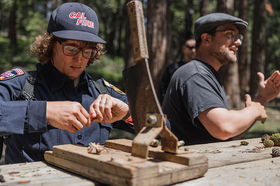 A cone camp participant examines a sliced giant sequoia cone to inspect for the effects of insects or disease and count the number of healthy seeds.