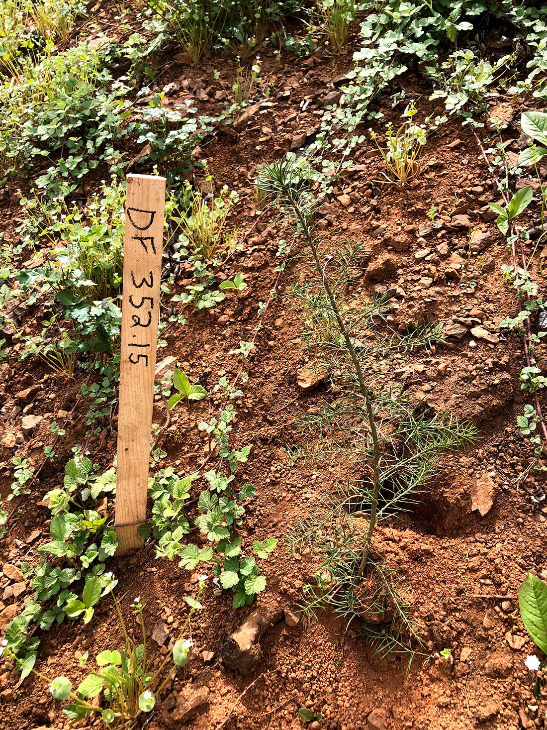 This Douglas-fir was grown from seed collected on the California coast. Planting in the Sierra foothills, far from the seed’s origin, and at higher elevation is an unorthodox but climate-informed tactic. Douglas-fir that are adapted to conditions in the interior of the California coast range, which is already as hot and dry as the Camp Fire region is expected to become, may be able to withstand these future climates better.