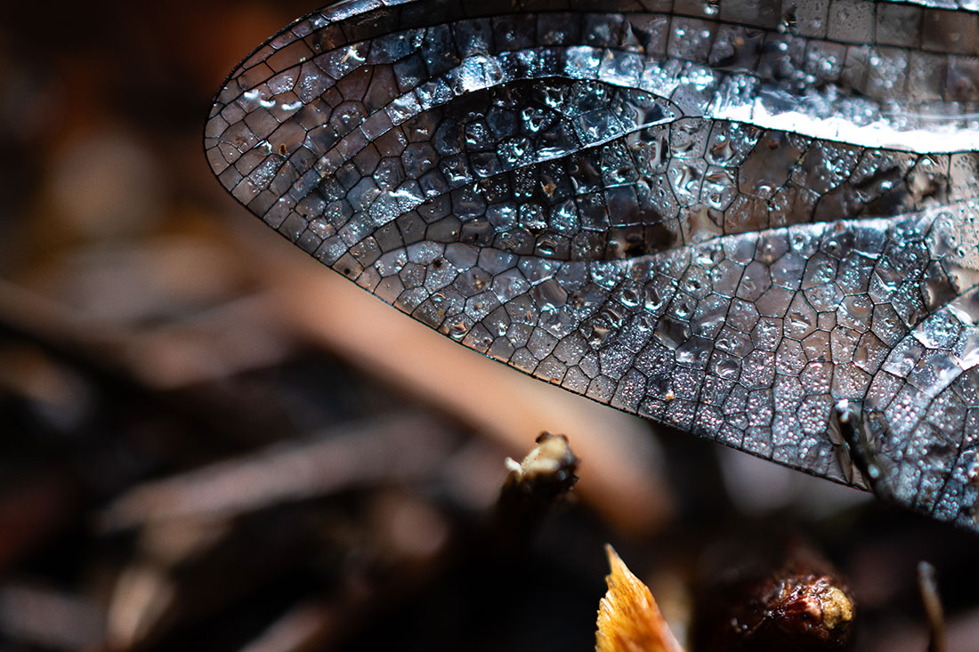 “Beauty in the Wings” by Kinley Bollinger