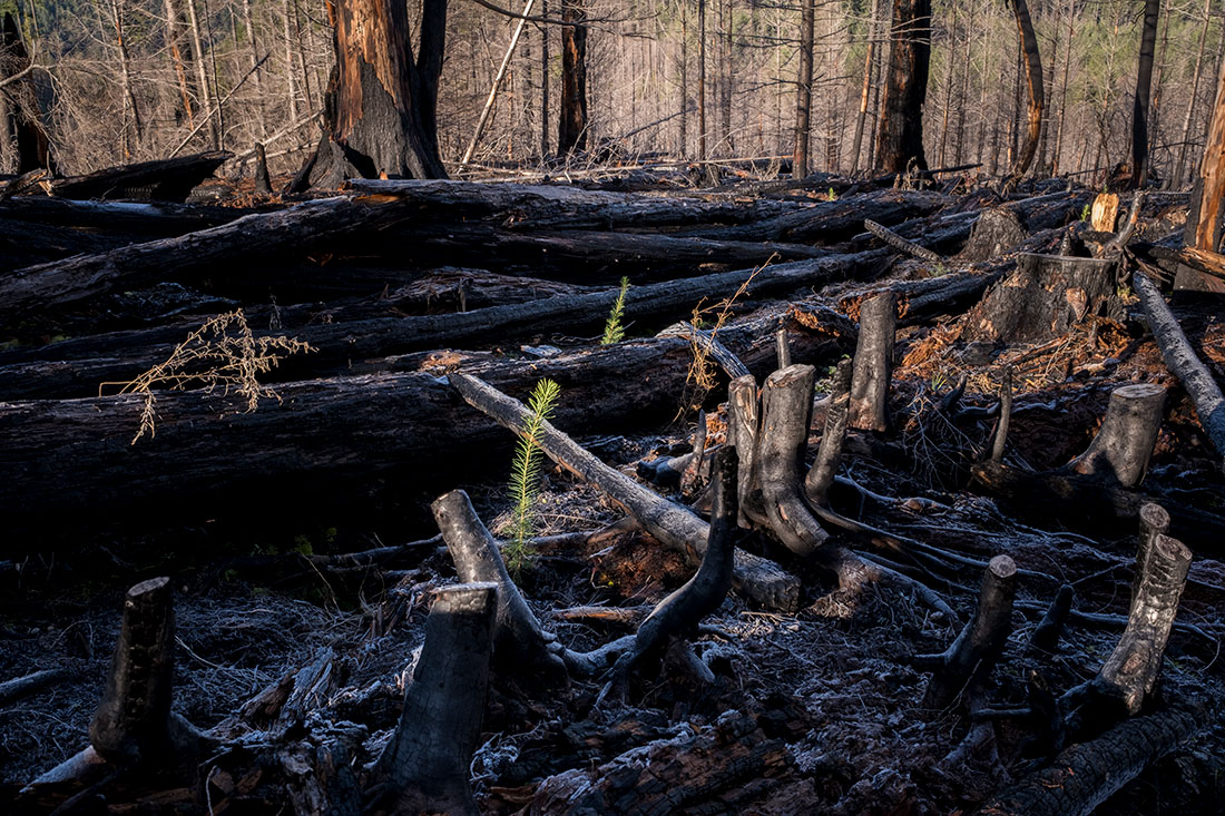 Douglas- fir seedlings are planted next to downed trees, which provide nutrients and shade from the sun as they grow.