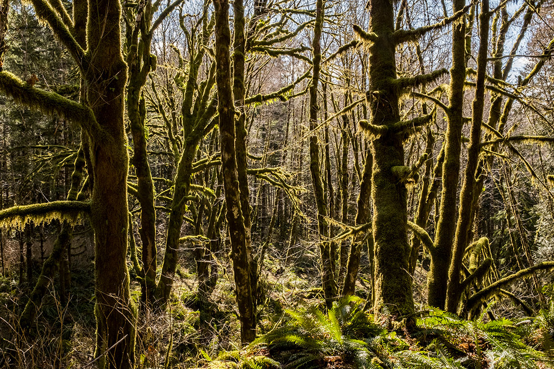 Forest scenes from the North Fork area in Tillamook State Forest show areas replanted after the historic fires between 1933 and 1951.