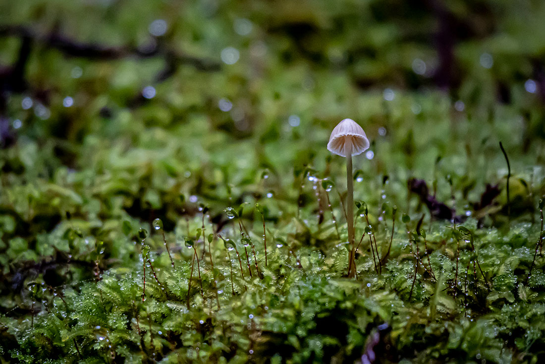 “Mycena” by Austin Parnow