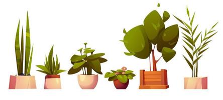 Set of home potted plants and trees in flowerpots vector