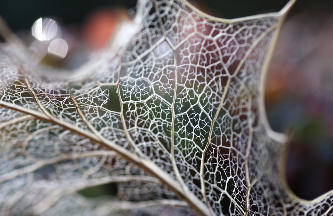 I took this picture not long after I got my first camera and macro lens. The up-close world of macro photography was a fascinating discovery. Up close, this ordinary, decomposing holly leaf became transformed into a work of natural art with its intricate, detailed, ornamental filigree work. CREATOR Sarah Rehfeldt www.pbase.com/candanceski