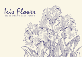 Free Hand Drawn Iris Flower Vectors