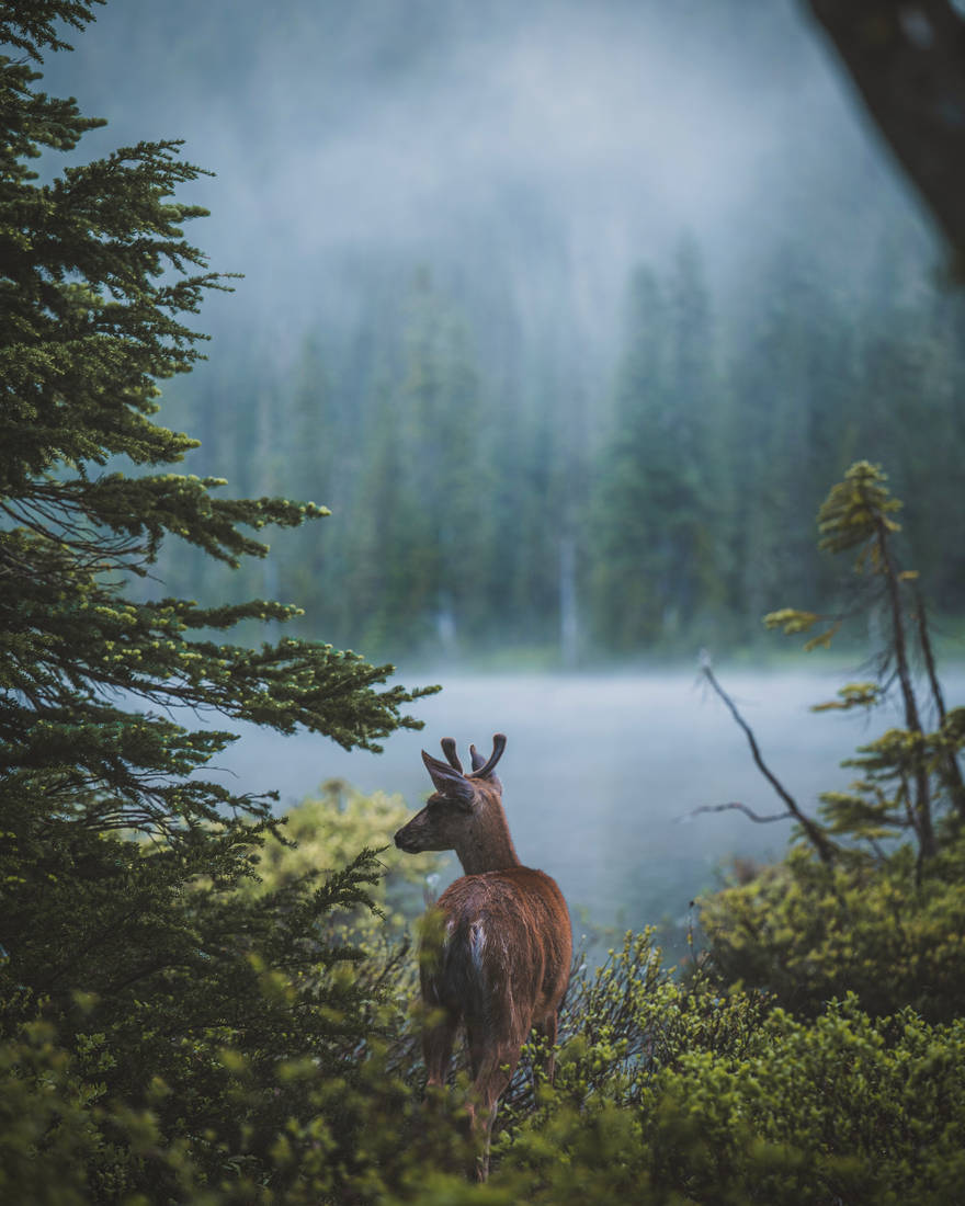 A mule deer enjoying her breakfast in the early mornings of the Mt Rainier National Park forests. Forest Wildlife CREATOR Alex Blackburn (@alexblackburnphotography) ALEX BLACKBURN