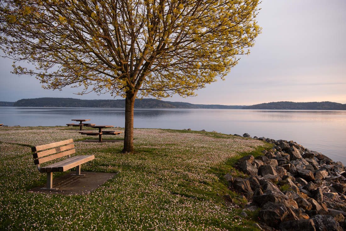 The morning light cast a gorgeous glow on this simple park scene on the Tacoma waterfront. This tree melds so well with this small park and makes this chaotic urban environment a little bit calmer. Category: Cityscapes Splendor CREATOR Mitch Paine (instagram: @mitchcpaine) Mitch Paine